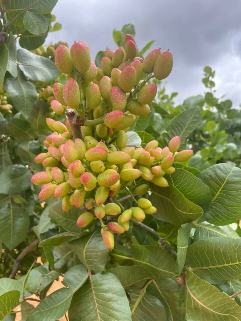 Campo de pistachos de Pistacuenca al atardecer
